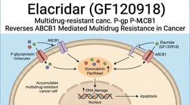 Elacridar (GF120918) Elacridar P-gp inhibitor Reverses ABCB1 Mediated Multidrug Resistance in Cancer
