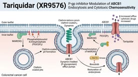 Tariquidar (XR9576) P-gp inhibitor Modulation of ABCB1 Endocytosis and Cytotoxic Chemosensitivity