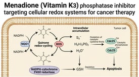 Menadione (Vitamin K3) phosphatase inhibitor targeting cellular redox systems for cancer therapy