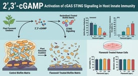 2',3'-cGAMP Activation of cGAS STING Signaling in Host Innate Immunity