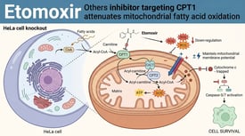 Etomoxir Others inhibitor targeting CPT1 attenuates mitochondrial fatty acid oxidation