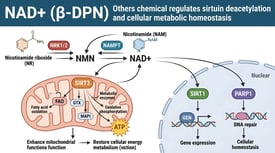 NAD+ (β-DPN) Others chemical regulates sirtuin deacetylation and cellular metabolic homeostasis