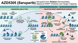 AZD5305 (Saruparib) Saruparib from Selleck Demonstrates Selective PARP1 Inhibition and Target Trapping