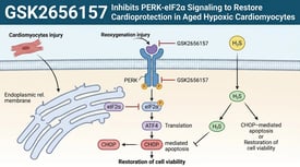 GSK2656157 Inhibits PERK-eIF2α Signaling to Restore Cardioprotection in Aged Hypoxic Cardiomyocytes