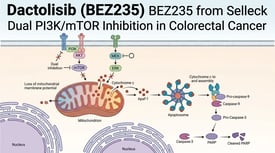 Dactolisib (BEZ235) BEZ235 from Selleck Dual PI3K/mTOR Inhibition in Colorectal Cancer