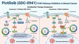 Pictilisib from Selleck (GDC-0941) PI3K Pathway Inhibition in Breast Cancer