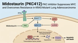 Midostaurin (PKC412) PKC inhibitor Suppresses MYC and Overcomes Resistance in KRAS-Mutant Lung Adenocarcinoma