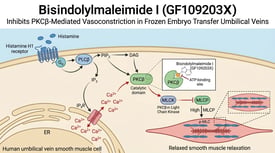 Bisindolylmaleimide I Inhibits PKCβ-Mediated Vasoconstriction in Frozen Embryo Transfer Umbilical Veins