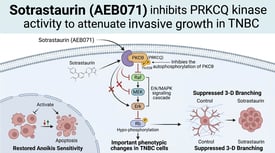 Sotrastaurin (AEB071) inhibits PRKCQ kinase activity to attenuate invasive growth in TNBC