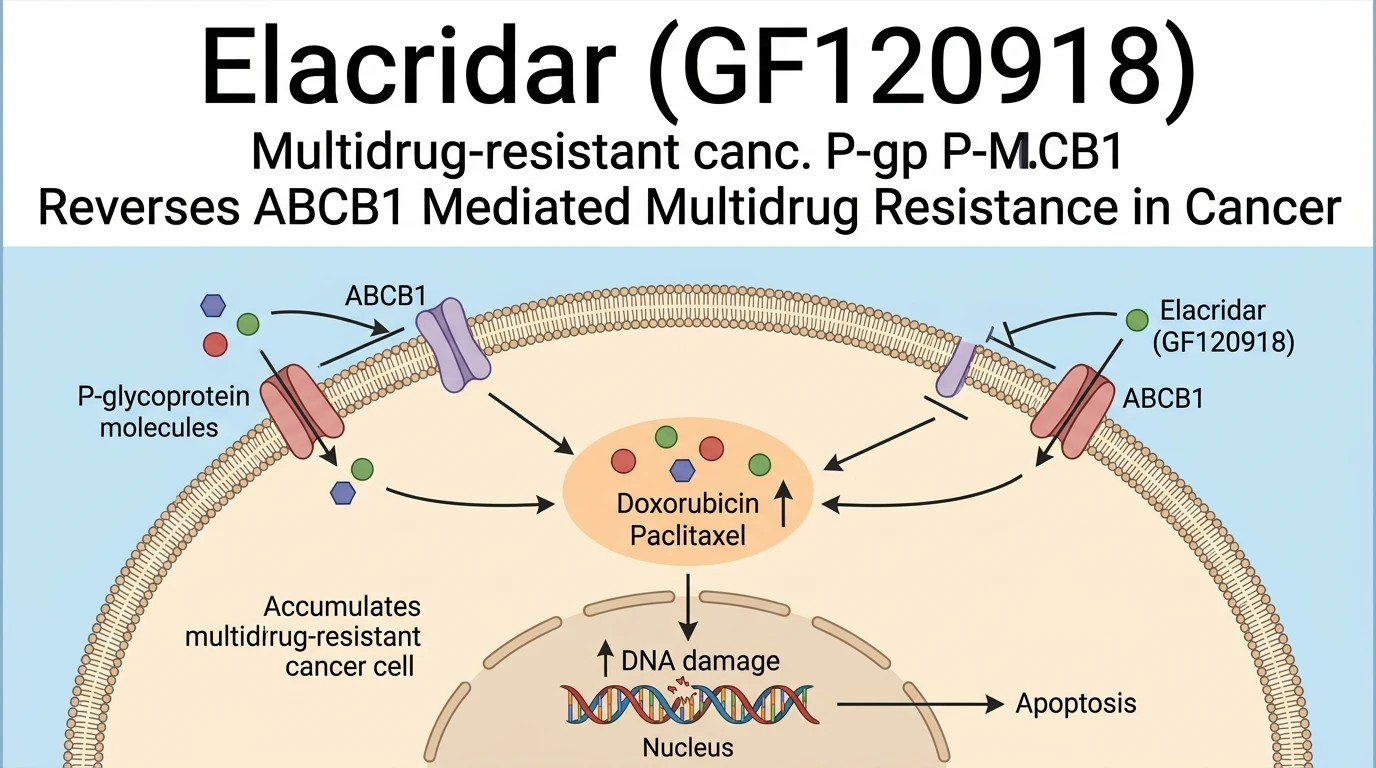 Schematic diagram of P-glycoprotein ABCB1 ATP dependent efflux pathway inhibition restoring chemotherapeutic sensitivity