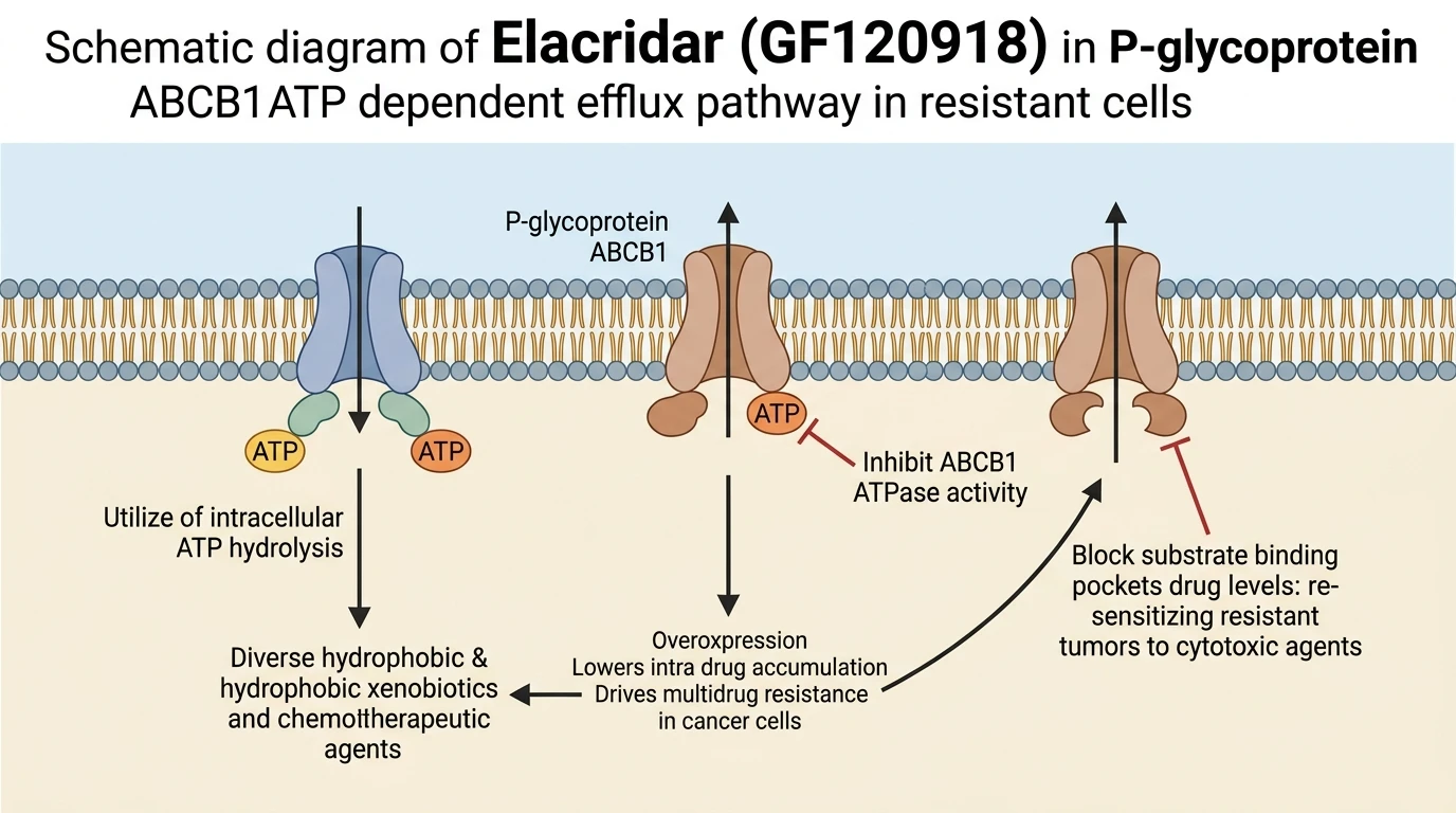 Schematic diagram of Elacridar GF120918 in P-glycoprotein ABCB1 ATP dependent efflux pathway in resistant cells