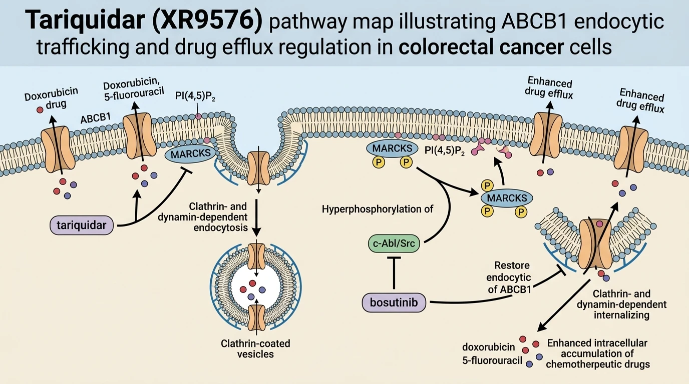 Tariquidar XR9576 pathway map illustrating ABCB1 endocytic trafficking and drug efflux regulation in colorectal cancer cells