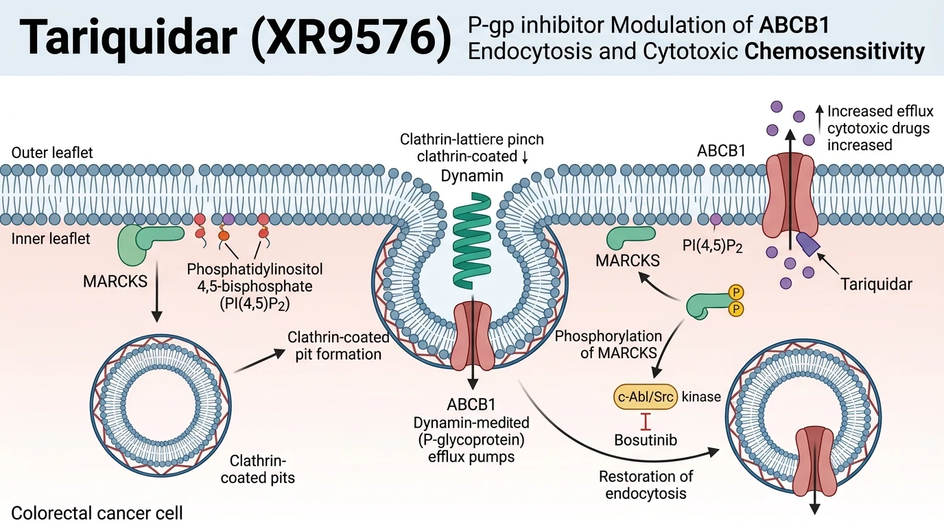 Schematic diagram of ABCB1 endocytic trafficking pathway showing MARCKS phosphorylation and drug efflux in cancer cells