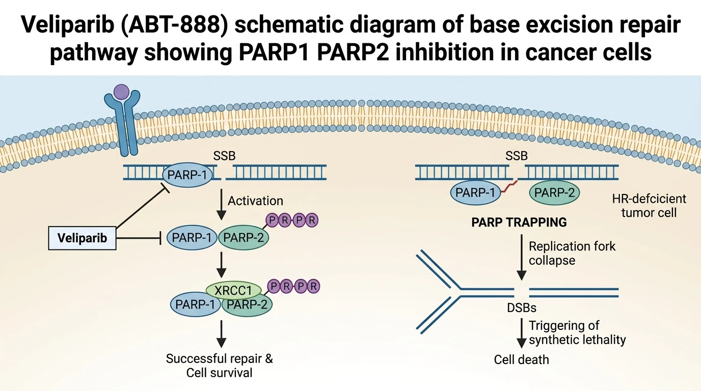 Veliparib ABT-888 schematic diagram of base excision repair pathway showing PARP1 PARP2 inhibition in cancer cells