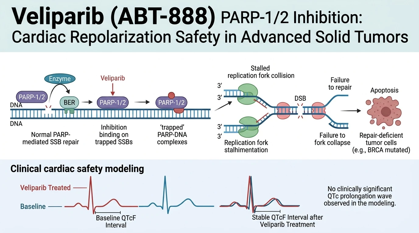 Schematic diagram of base excision repair pathway inhibition by PARP inhibitors in tumor cells