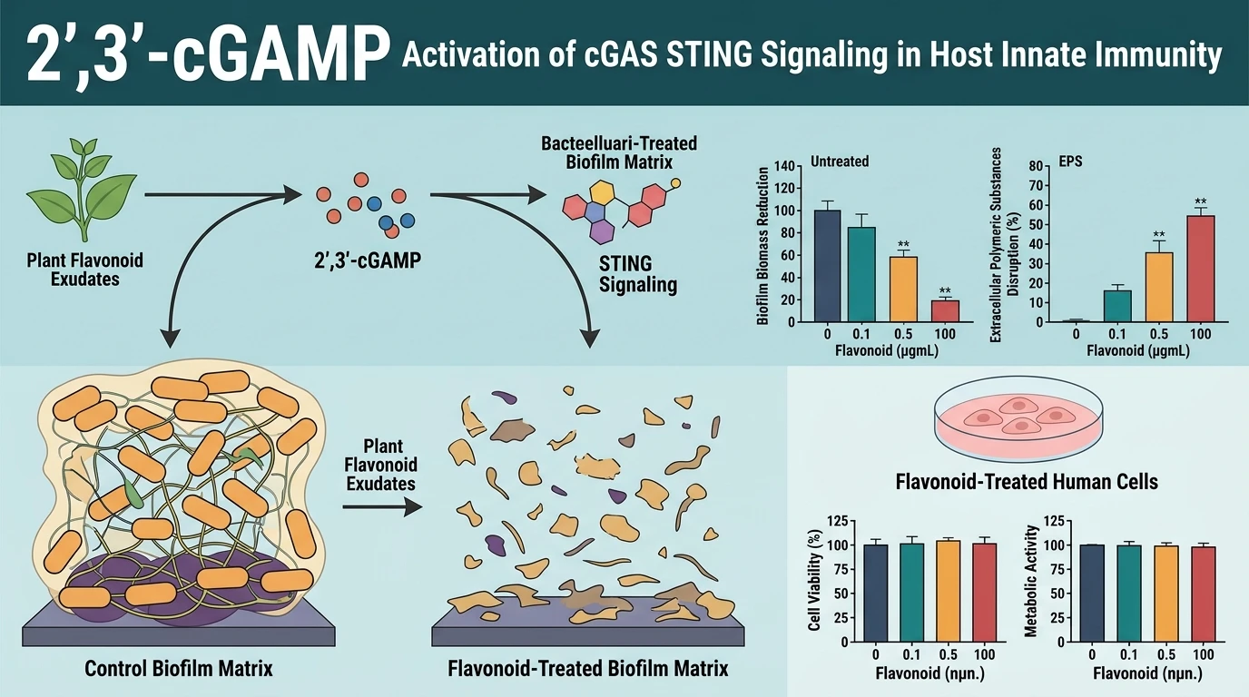 Schematic diagram of cGAS STING signaling pathway displaying STING oligomerization and interferon transcription