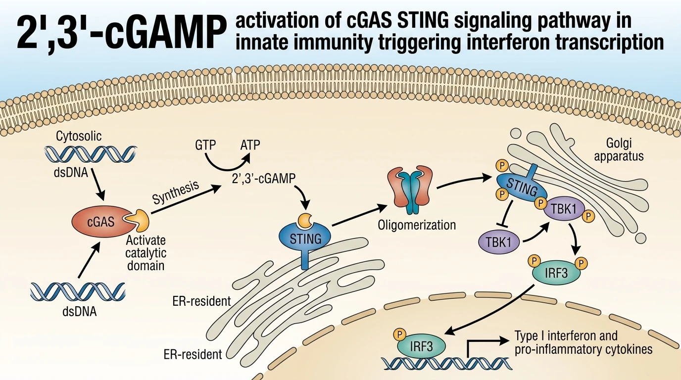 2',3'-cGAMP activation of cGAS STING signaling pathway in innate immunity triggering interferon transcription