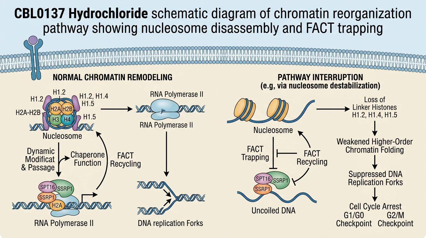 CBL0137 Hydrochloride schematic diagram of chromatin reorganization pathway showing nucleosome disassembly and FACT trapping