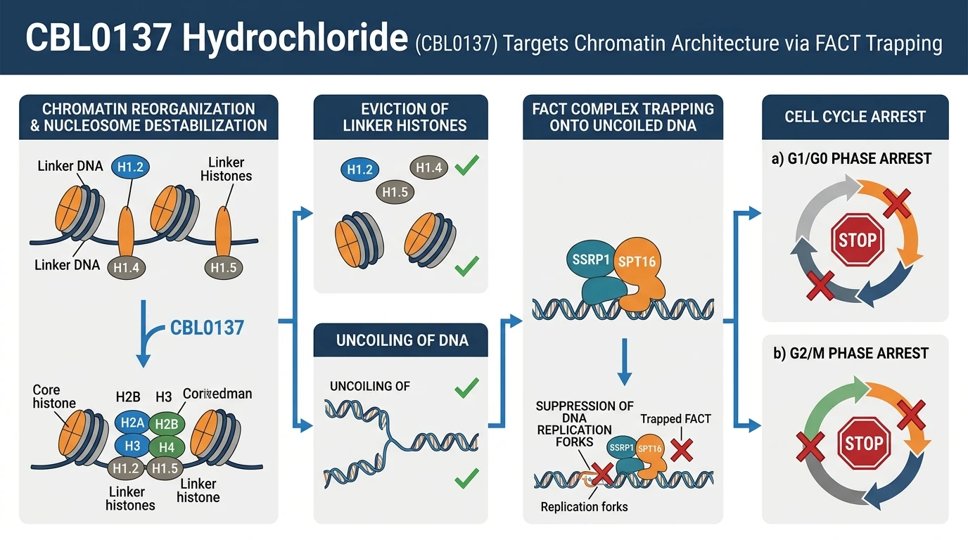 Schematic diagram of chromatin reorganization pathway in cancer cells showing nucleosome disassembly and FACT trapping