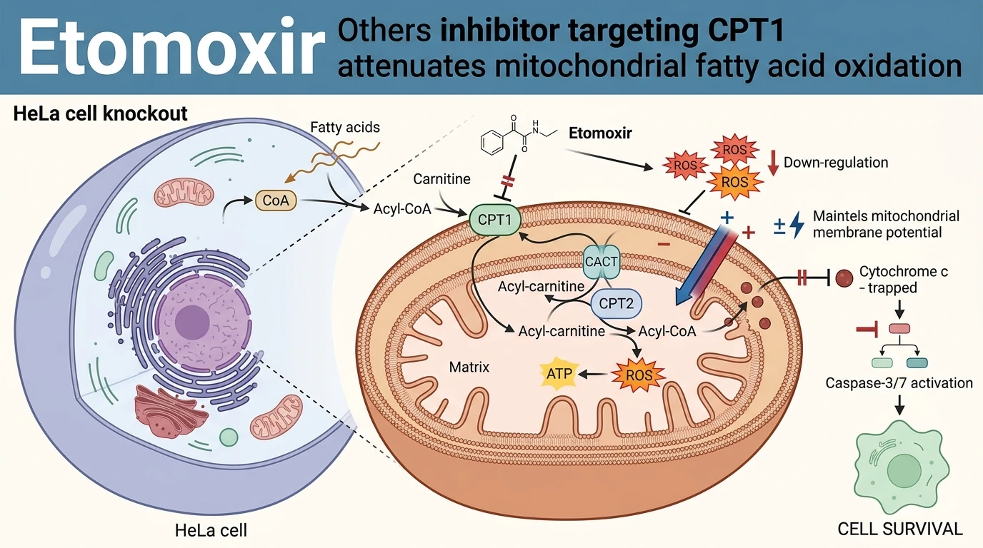 Schematic diagram of carnitine palmitoyltransferase 1 mitochondrial fatty acid oxidation pathway modulation in cancer cells