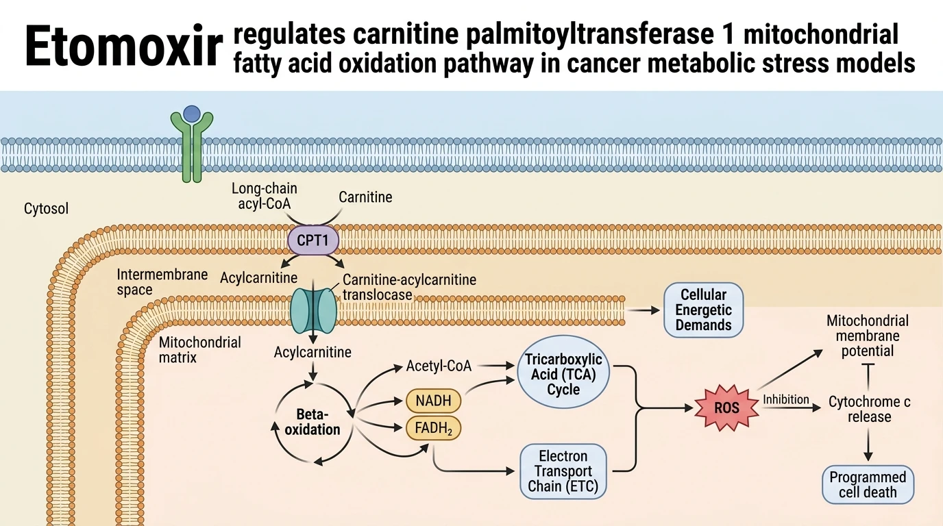 Etomoxir regulates carnitine palmitoyltransferase 1 mitochondrial fatty acid oxidation pathway in cancer metabolic stress models