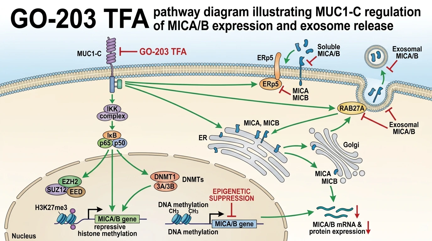 GO-203 TFA pathway diagram illustrating MUC1-C regulation of MICA/B expression and exosome release