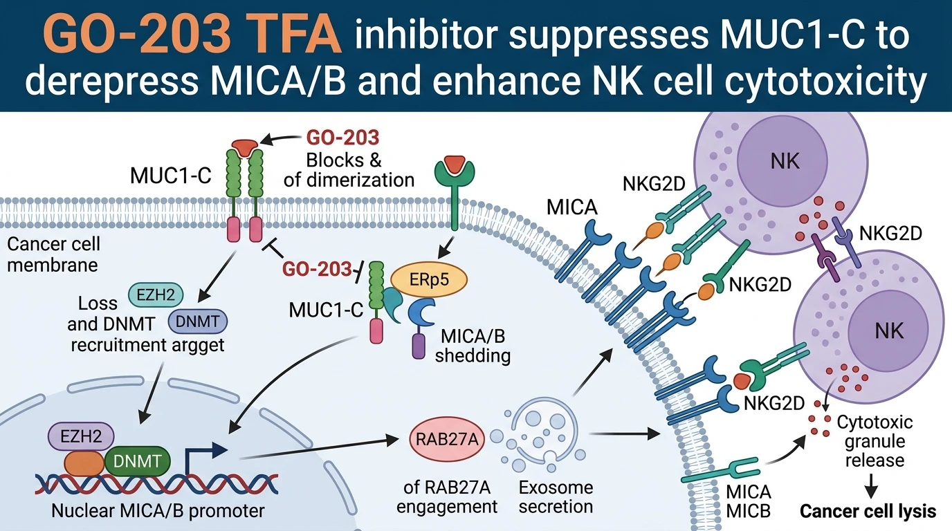 Schematic diagram of MUC1-C signaling pathway showing MICA/B derepression and NK cell cytotoxicity