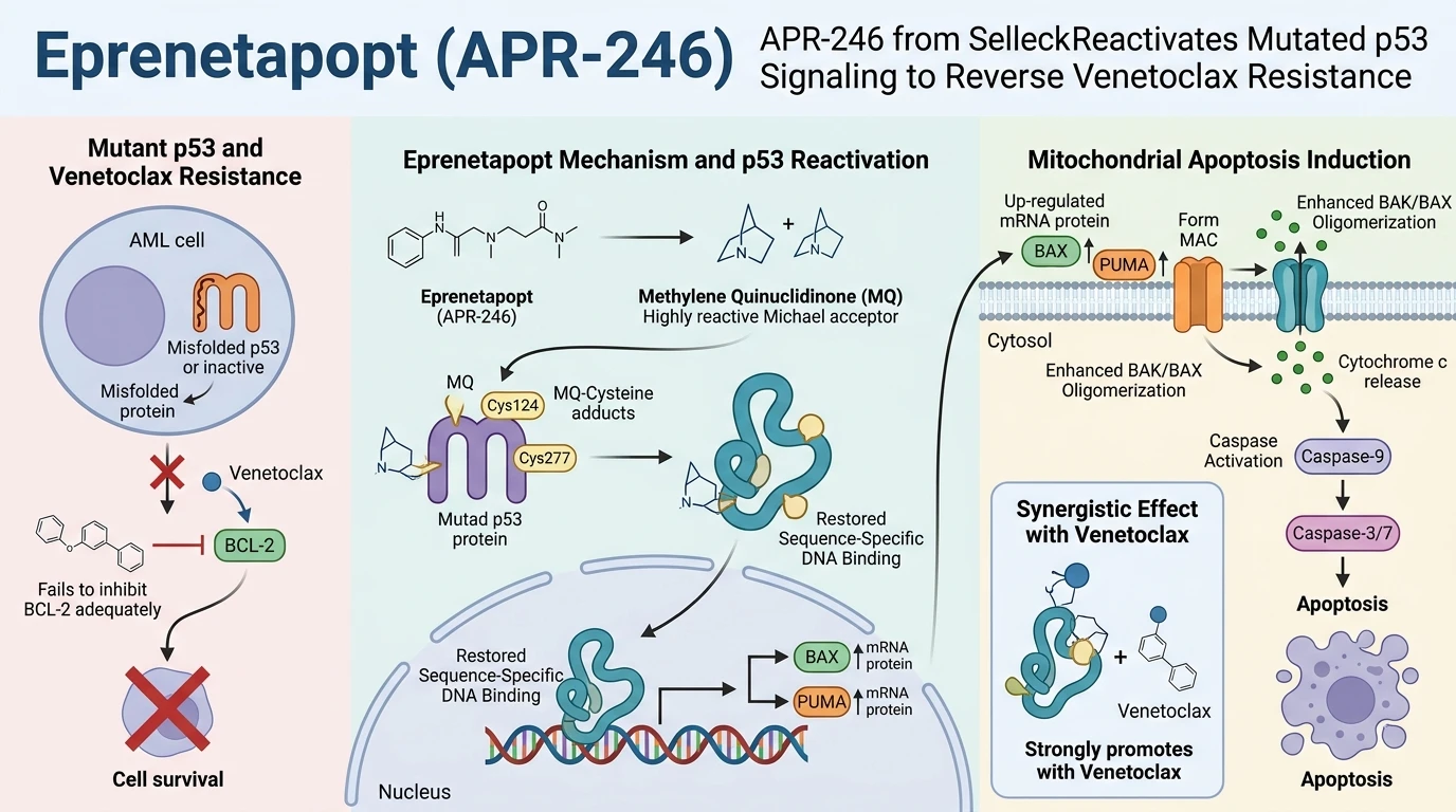Schematic diagram of p53 apoptotic pathway in acute myeloid leukemia displaying Eprenetapopt reactivation mechanism