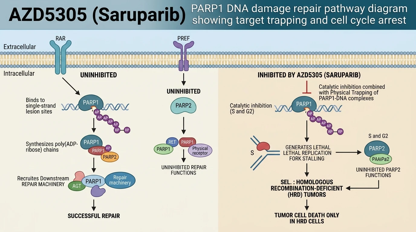 AZD5305 Saruparib PARP1 DNA damage repair pathway diagram showing target trapping and cell cycle arrest