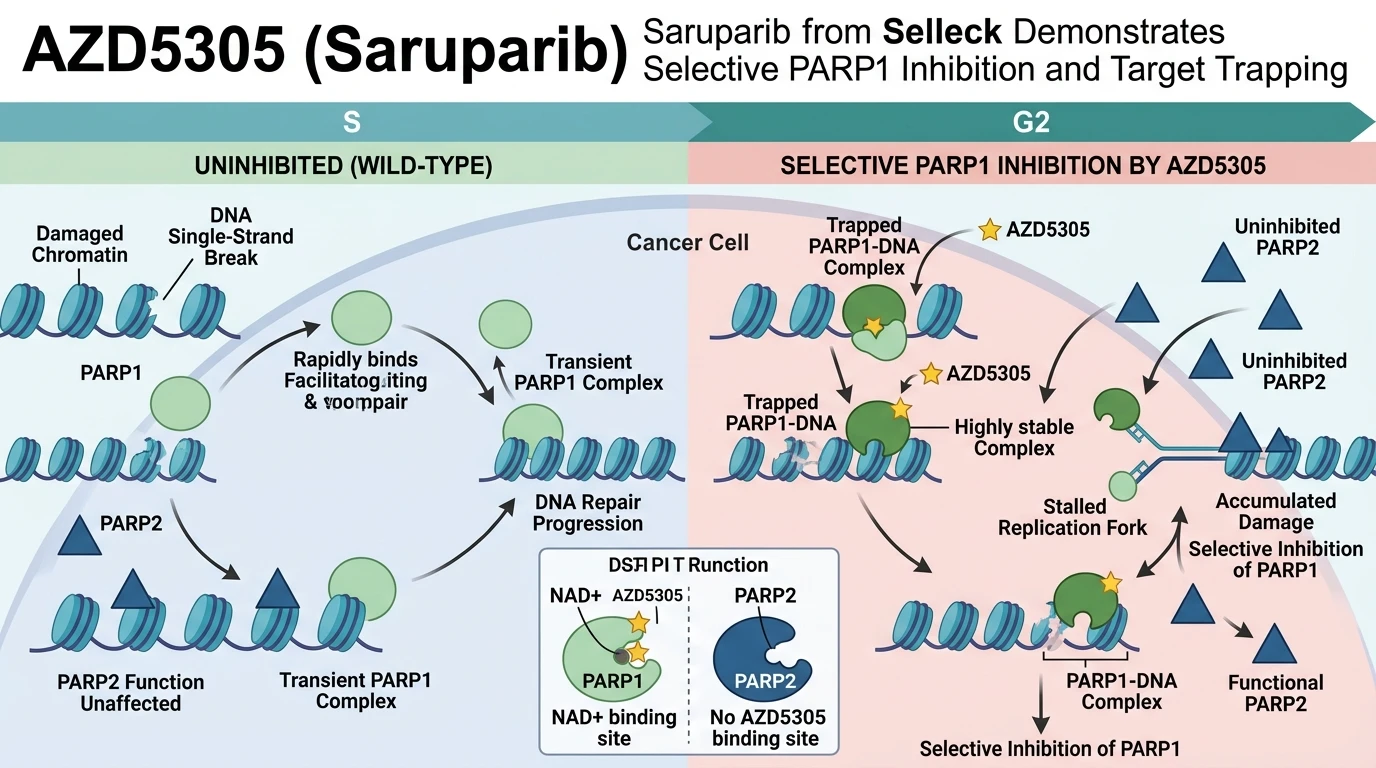 Schematic illustration of PARP1 DNA damage repair pathway showing selective trapping by AZD5305 in cancer cells