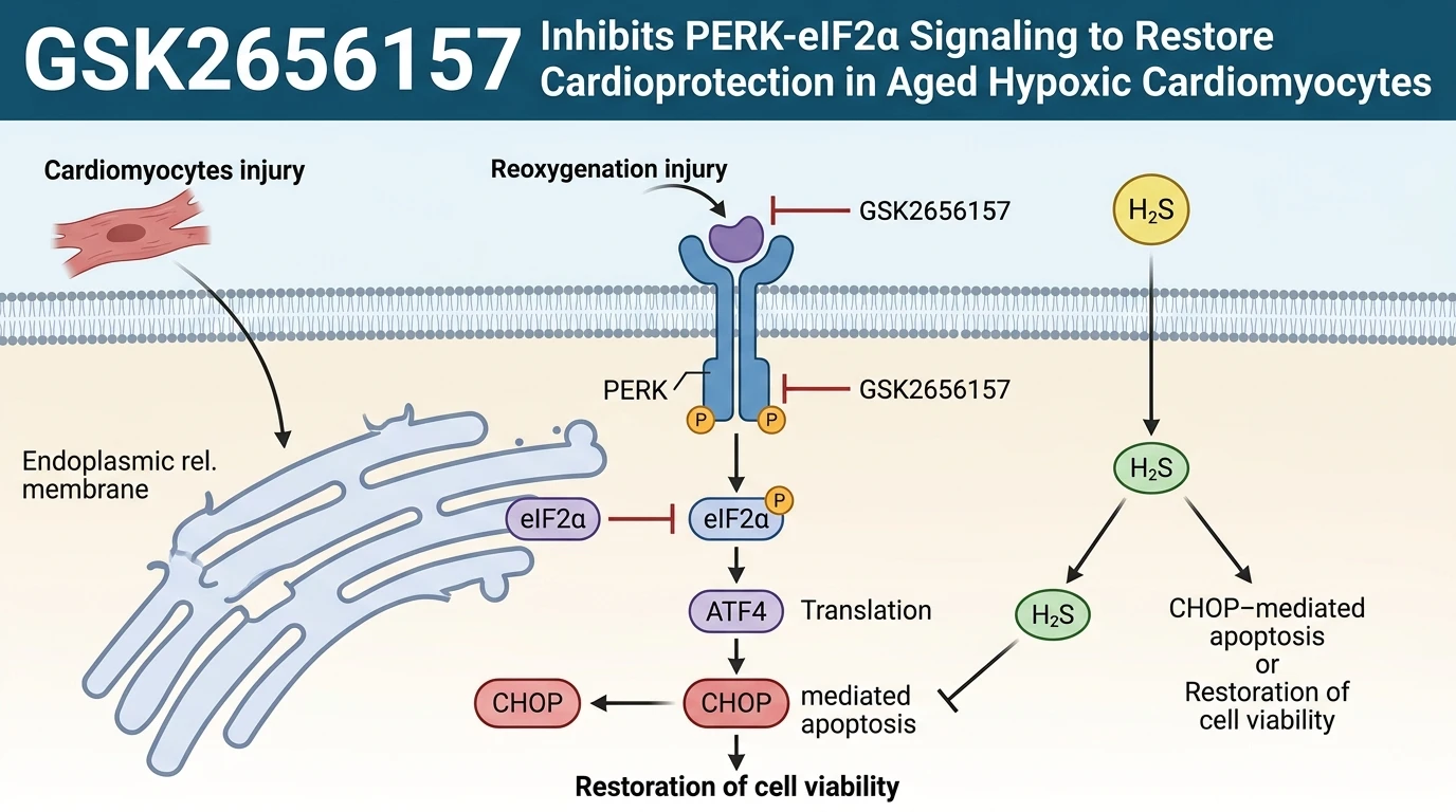 Schematic diagram of PERK eIF2a ATF4 signaling pathway attenuation by GSK2656157 in aged cardiomyocytes