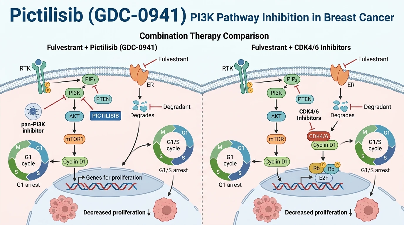 Schematic diagram of phosphatidylinositol 3-kinase PI3K AKT mTOR signaling pathway inhibition in breast cancer