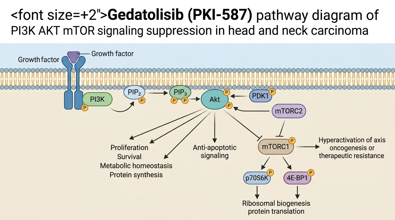 Gedatolisib PKI-587 pathway diagram of PI3K AKT mTOR signaling suppression in head and neck carcinoma