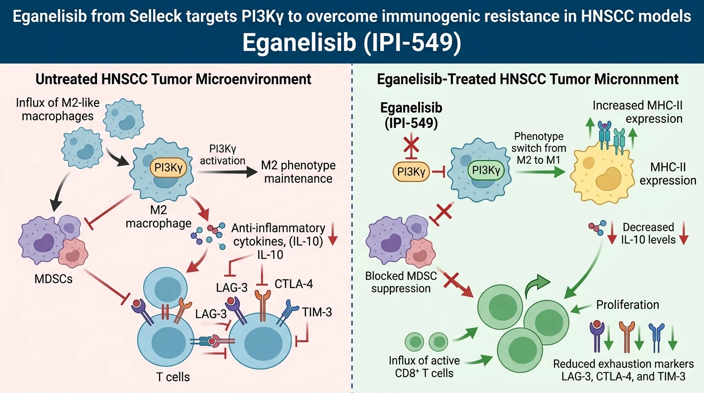 Schematic diagram of PI3K PIP3 AKT signaling pathway showing immune cell activation in cancer cells