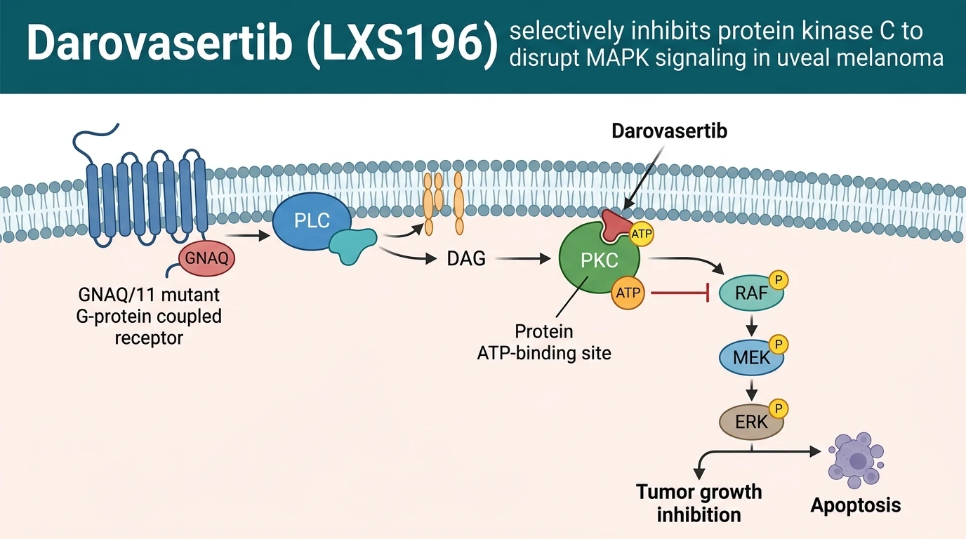 Schematic diagram of PKC MAPK signaling pathway showing PKC inhibition suppressing ERK phosphorylation in melanoma cells