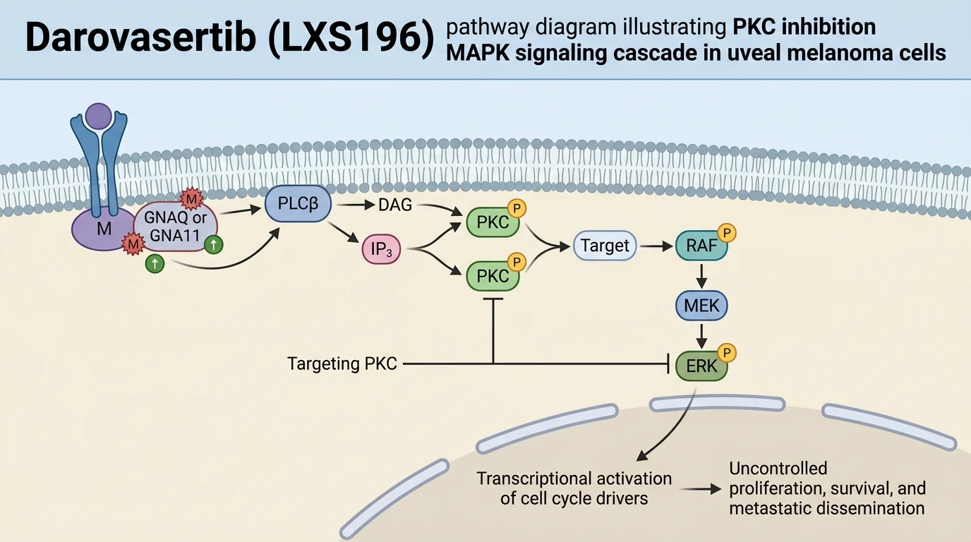 Darovasertib LXS196 pathway diagram illustrating PKC inhibition suppressing MAPK signaling cascade in uveal melanoma cells