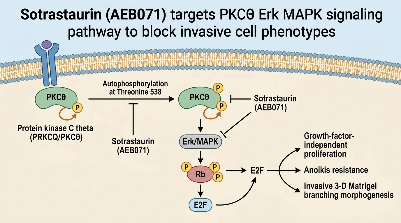 Sotrastaurin AEB071 targets PKCθ Erk MAPK signaling pathway to block invasive cell phenotypes