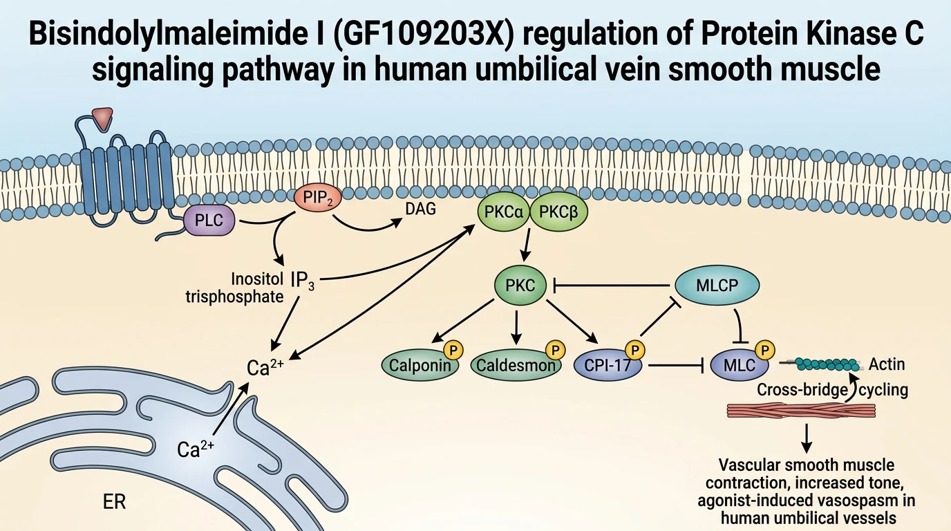 Bisindolylmaleimide I GF109203X regulation of Protein Kinase C signaling pathway in human umbilical vein smooth muscle
