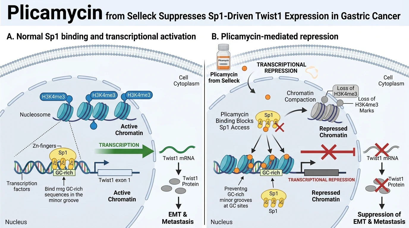 Schematic diagram of Sp1 transcription regulation pathway in gastric cancer cells showing DNA binding inhibition